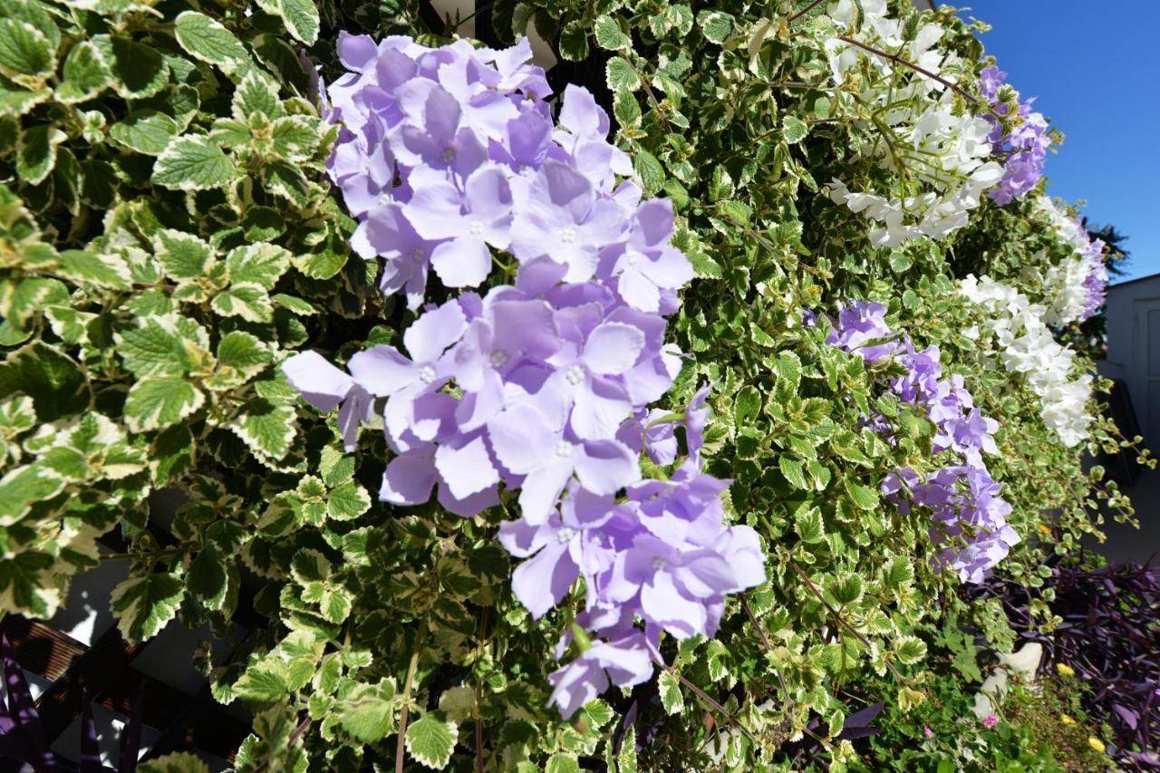 Apartment Lavender فير المظهر الخارجي الصورة